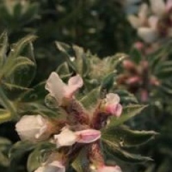 Dorycnium hirsutum 'Frejorgues'