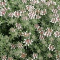 Dorycnium hirsutum 'Frejorgues'