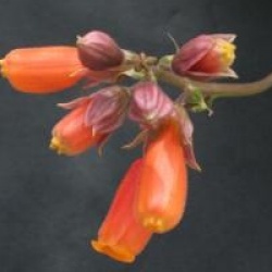 Eccremocarpus scaber - Bignone du Chili