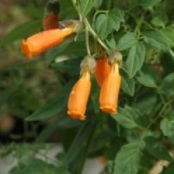 Eccremocarpus scaber