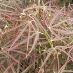Acer palmatum 'Red Pygmy'