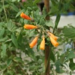 Eccremocarpus scaber