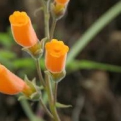 Eccremocarpus scaber