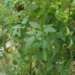 Eccremocarpus scaber