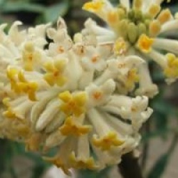 Edgeworthia chrysantha