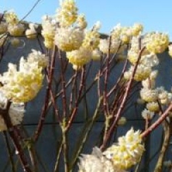 Edgeworthia chrysantha