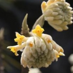 Edgeworthia chrysantha