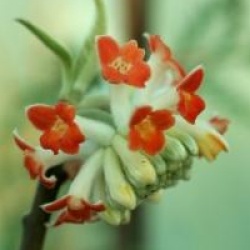 Edgeworthia chrysantha 'Red Dragon'