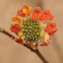 Edgeworthia chrysantha 'Red Dragon'