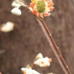 Edgeworthia chrysantha 'Red Dragon'