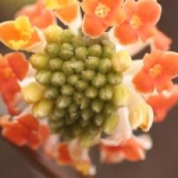 Edgeworthia chrysantha 'Red Dragon'