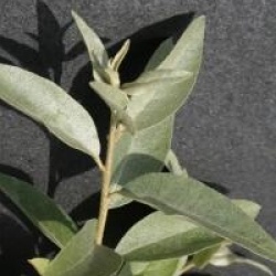 Elaeagnus angustifolia var. caspica