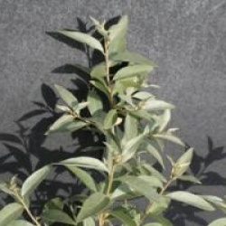 Elaeagnus angustifolia var. caspica