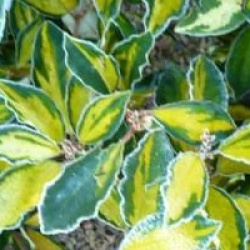Elaeagnus x ebbingei 'Eleador' - Elaeagnus Eleador