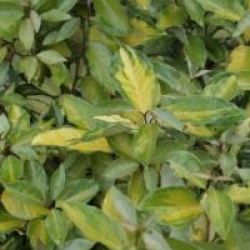 Elaeagnus x ebbingei 'Eleador'