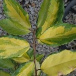 Elaeagnus x ebbingei 'Eleador'