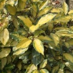 Elaeagnus x ebbingei 'Eleador'
