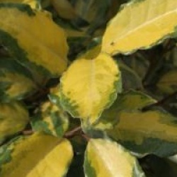 Elaeagnus x ebbingei 'Eleador'