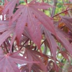 Acer palmatum 'Atropurpureum'