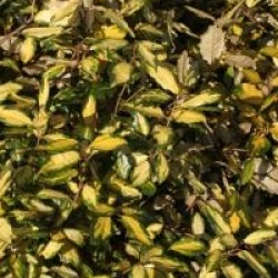 Elaeagnus x ebbingei 'Eleador'