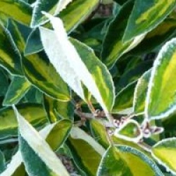Elaeagnus x ebbingei 'Limelight'