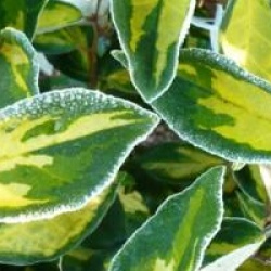 Elaeagnus Limelight