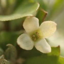 Elaeagnus multiflora 