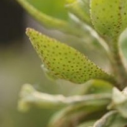 Elaeagnus multiflora 
