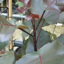 Populus deltoides 'Purple Tower' - Peuplier � feuilles pourpres 