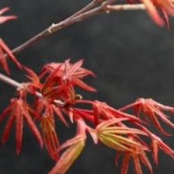 Acer palmatum 'Atropurpureum'