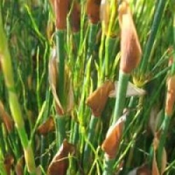 Elegia capensis - Elegia capensis