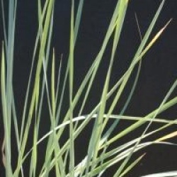 Leymus arenarius - Bl� d'azur