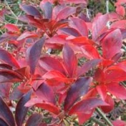 Enkianthus campanulatus