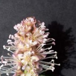 Ercillia volubilis - Ercillia volubilis