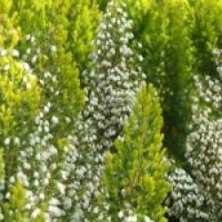 Bruy�re arborescente dor�e