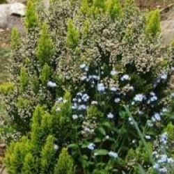 Erica arborea 'Estrella Gold'