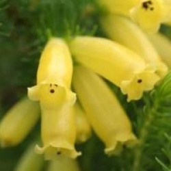 Bruy�re arborescente � fleurs jaunes