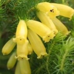 Erica arborea 'Gengold'