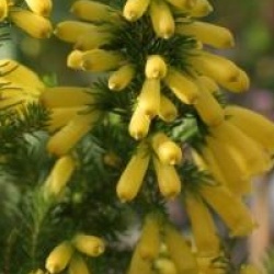 Erica arborea 'Gengold'