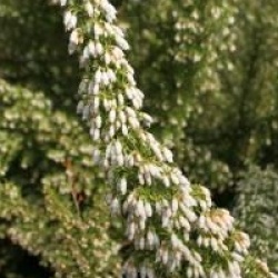 Bruy�re en arbre blanche