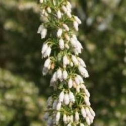 Erica arborea 'Pink Joy'