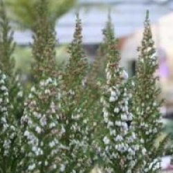 Erica arborea x veitchii Great Star � 'Le Vasterival' 