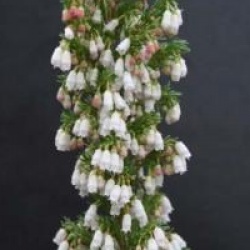 Erica arborea x veitchii Great Star � 'Le Vasterival'  - Bruy�re arborescente le Vasterival Great Star