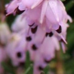 Erica x darleyensis 'Darley Dale'