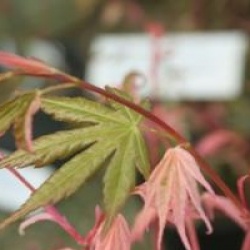 Acer palmatum 'Asahi-zuru' 