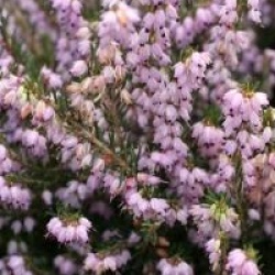 Erica x darleyensis 'Darley Dale'