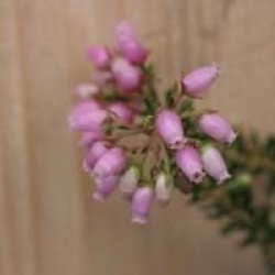 Erica terminalis