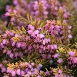 Erica terminalis