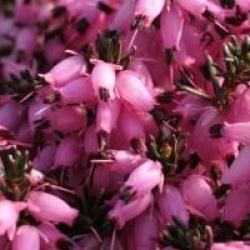 Erica x darleyensis 'J. W. Porter' - Bruy�re d'hiver JW Porter