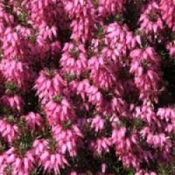 Erica x darleyensis 'J. W. Porter'